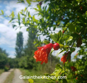 Photo How to Open and Eat Pomegranate Step by Step Blooming